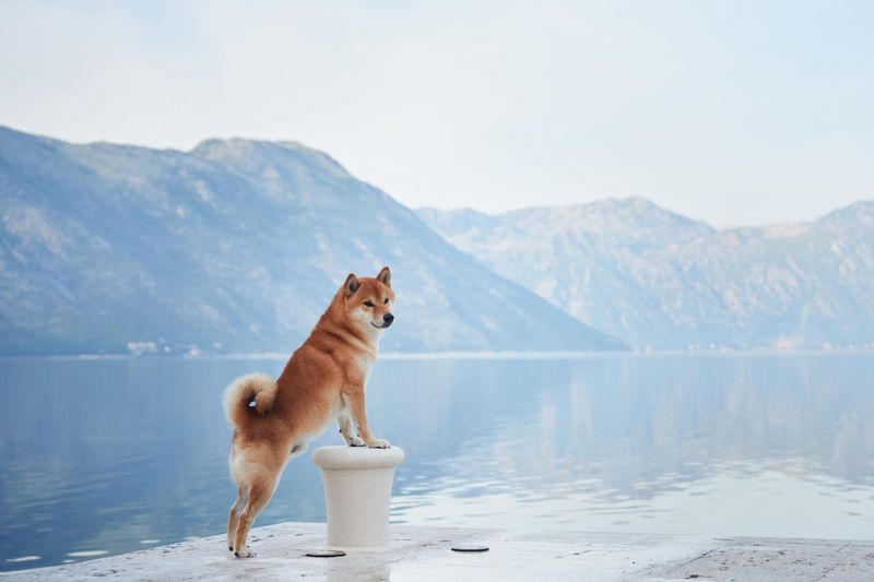 Shiba Inu