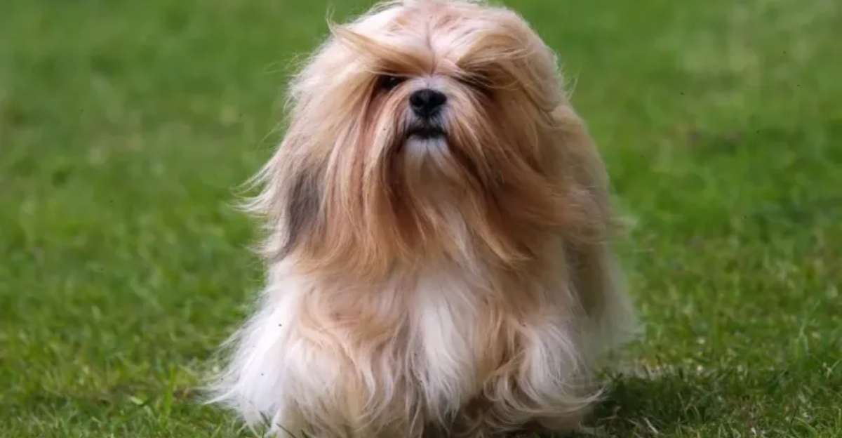 Not All Dogs Want Friends — These 10 Breeds Prefer Space