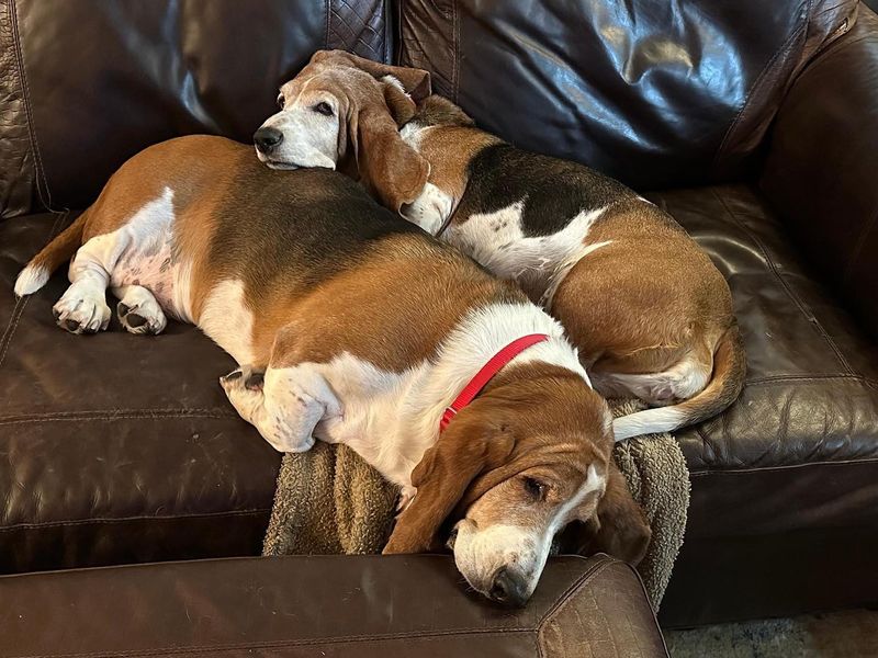 Basset Hound