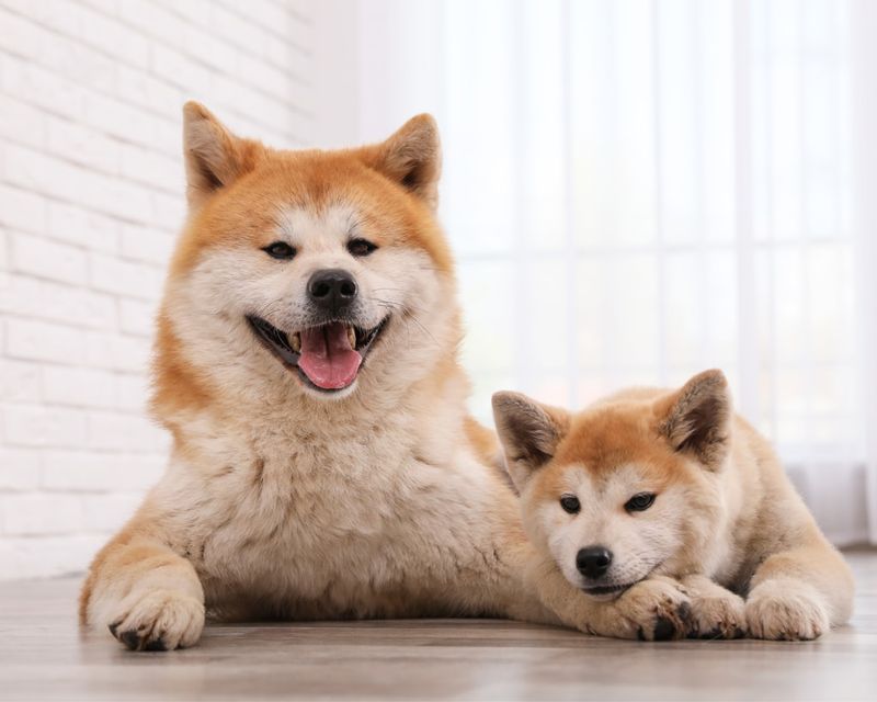 Akita Inu