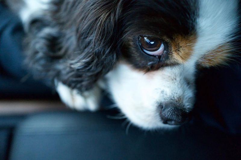Cavalier King Charles Spaniel