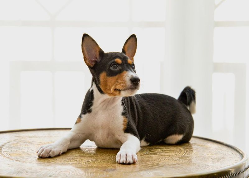 Basenji