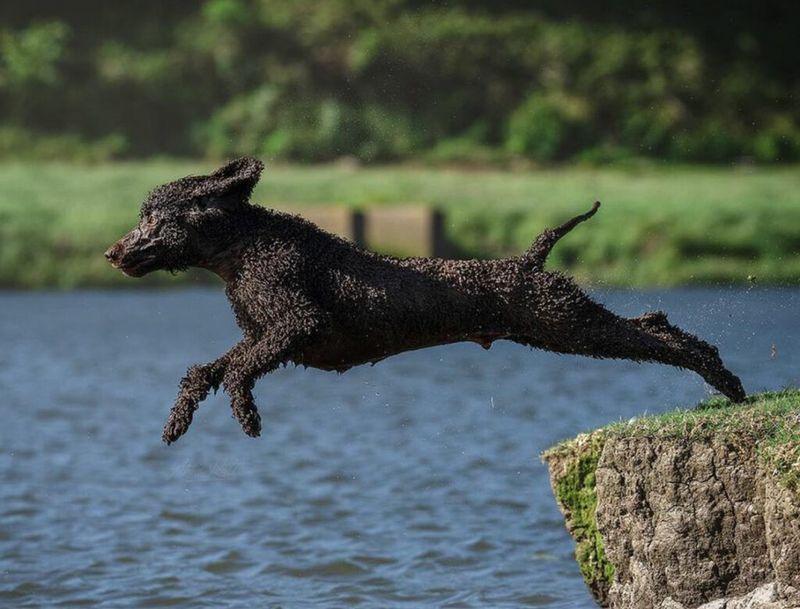 Irish Water Spaniel