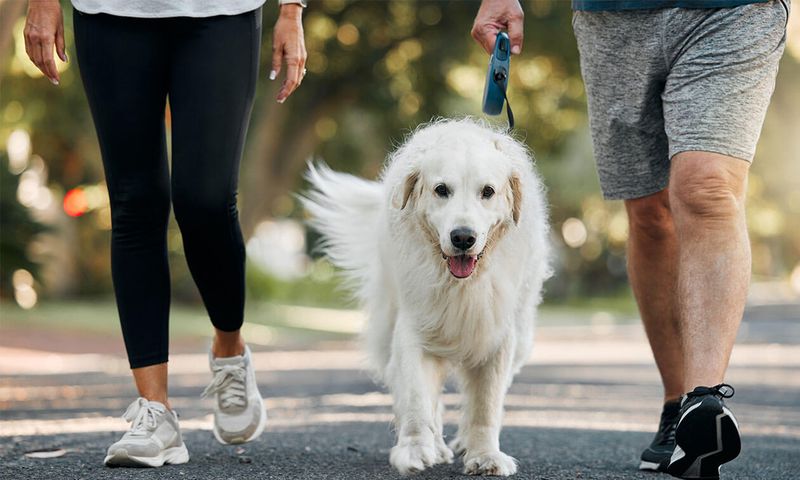 Exercise Routines for Older Dogs