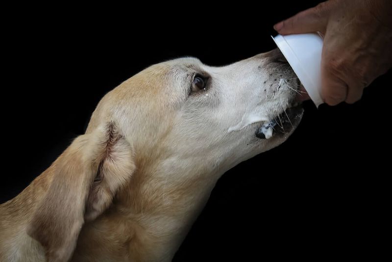 Yogurt