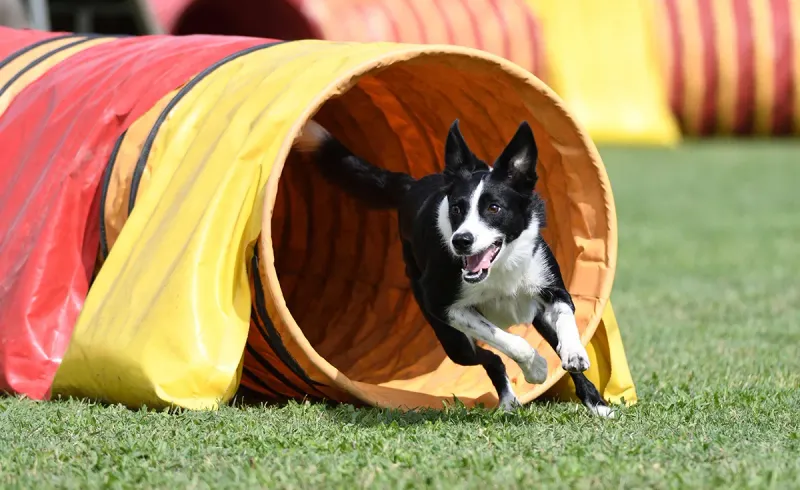 Agility Training