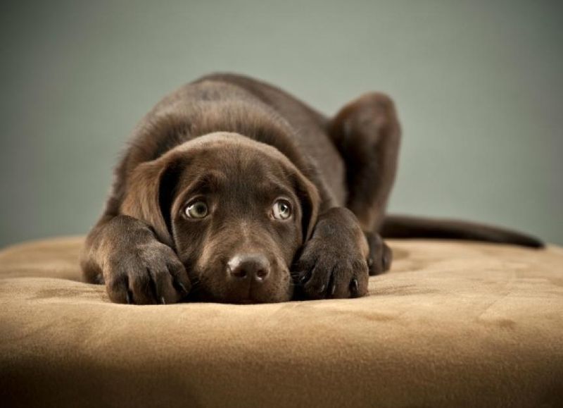 Excessive Whining