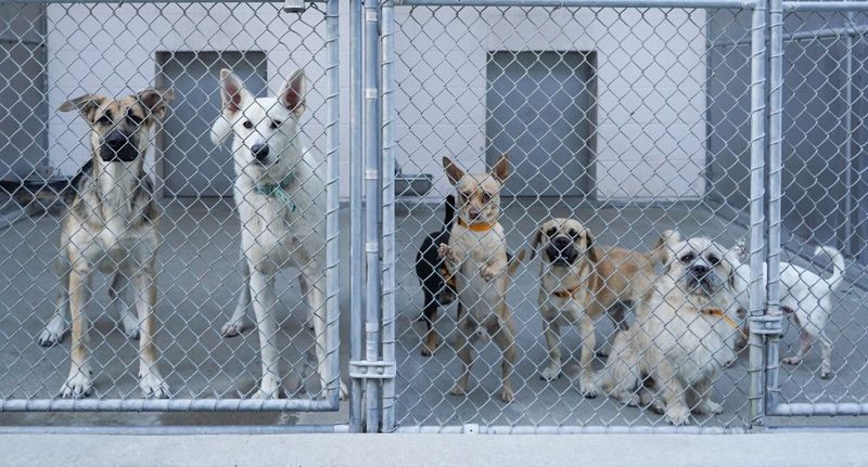 Adopt a Kennel