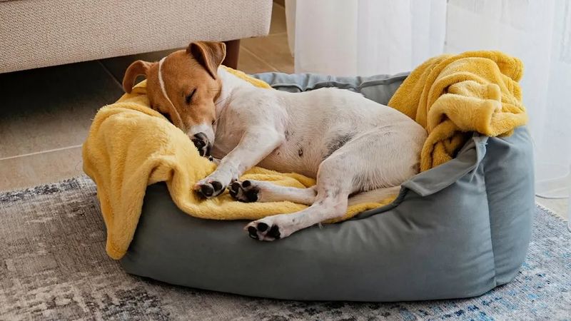 Providing a Cozy Bed