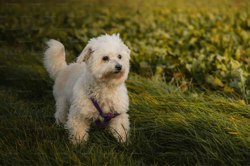 Maintaining Familiar Scents