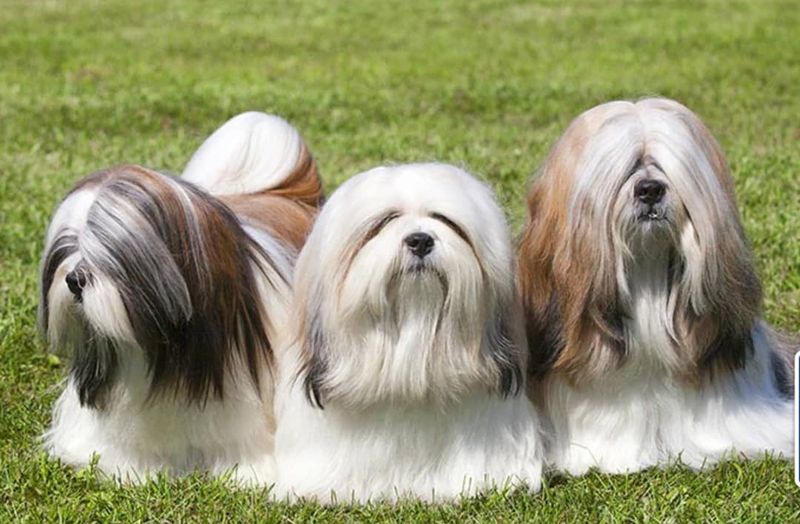 Lhasa Apso