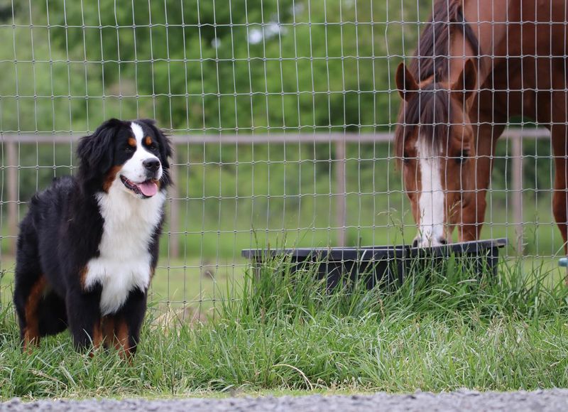 Bernese Mountain Dog