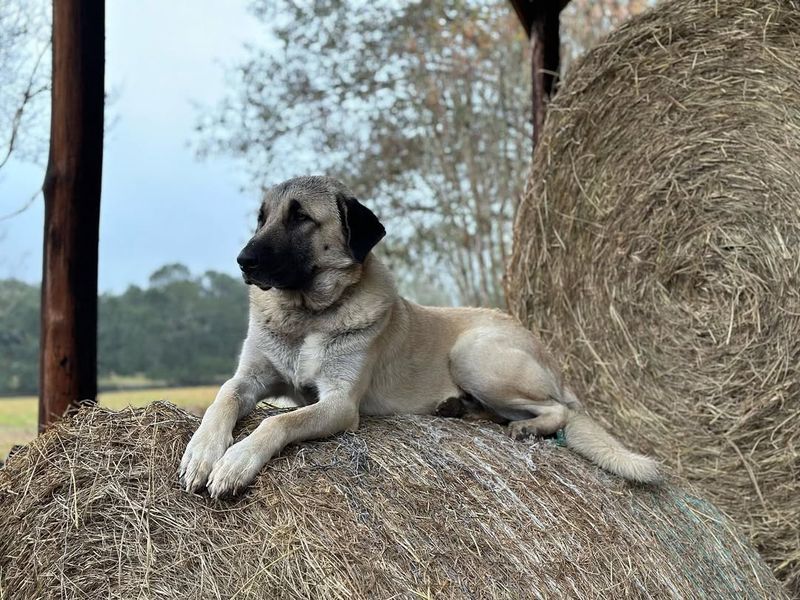 Anatolian Shepherd