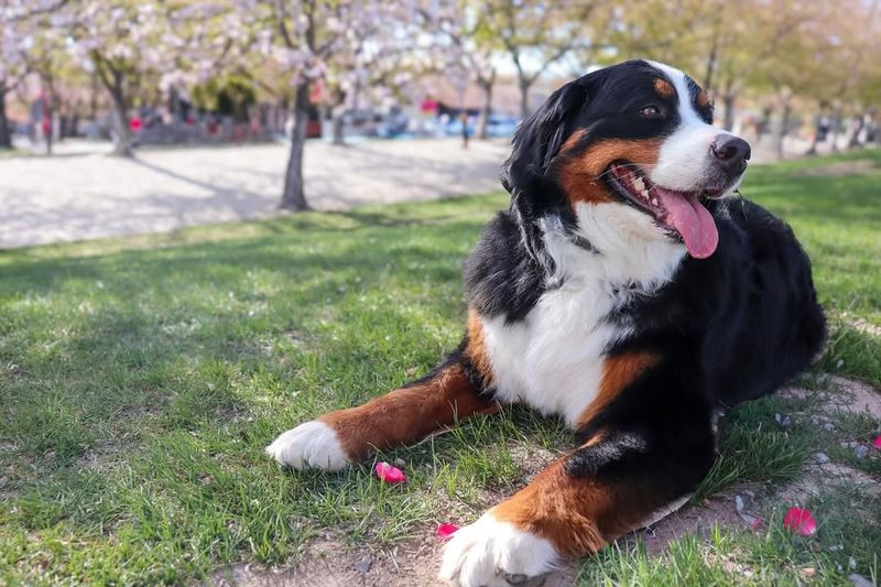 Bernese Mountain Dog