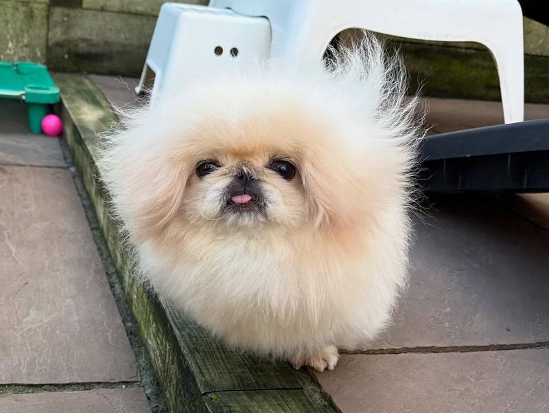 Pekingese