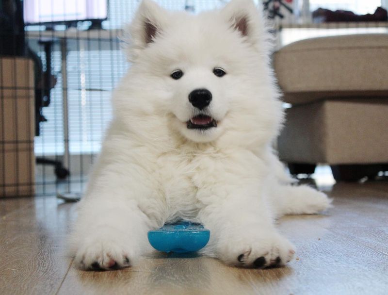 Samoyed