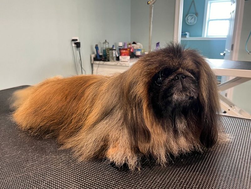 Pekingese