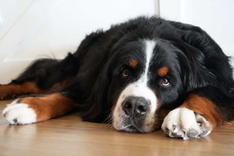 Bernese Mountain Dog