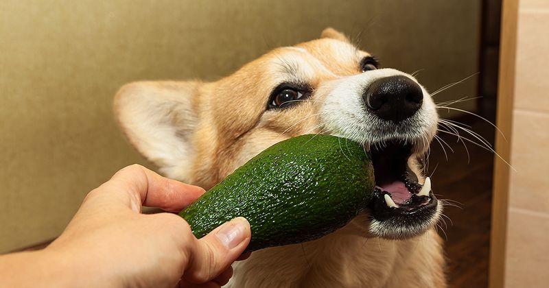 Avocado