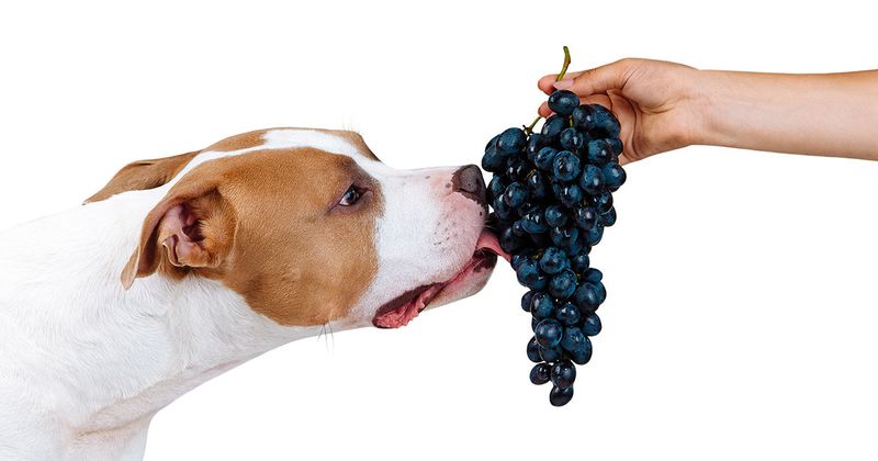 Grapes