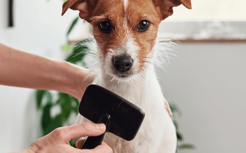 Neglecting Routine Grooming