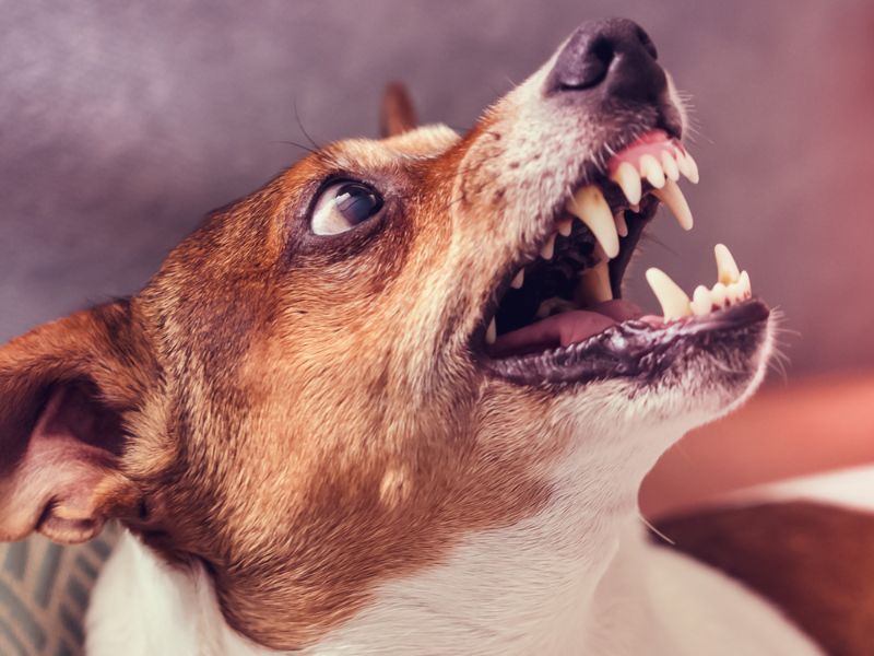 Growling or Snapping