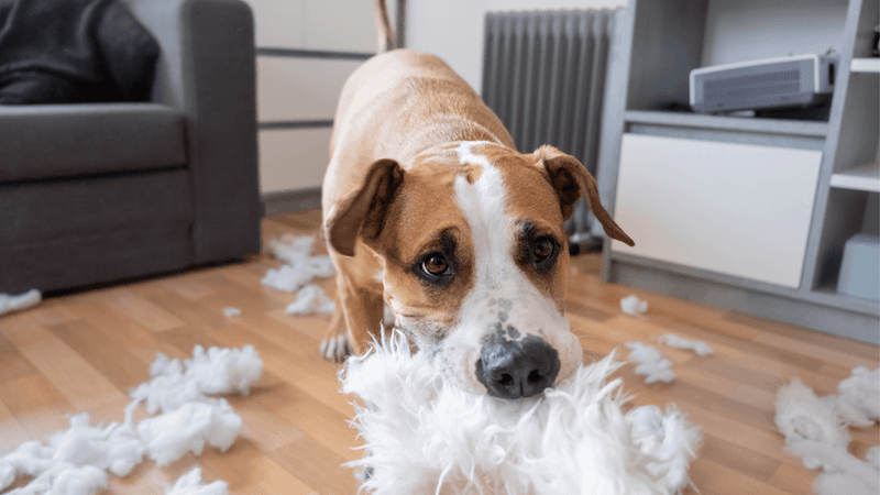 Destructive Chewing
