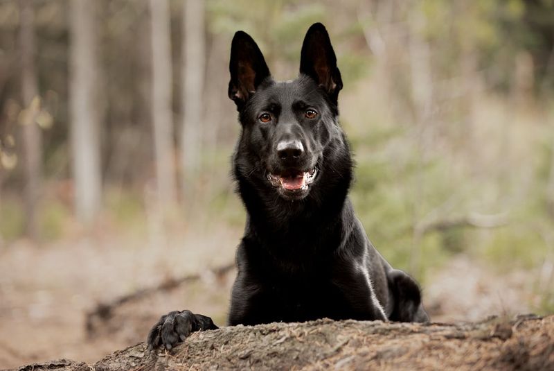 Black German Shepherd