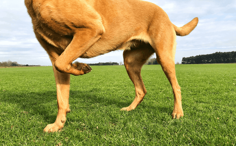 Limping Without Cause