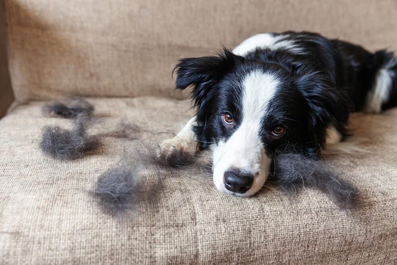 Excessive Shedding