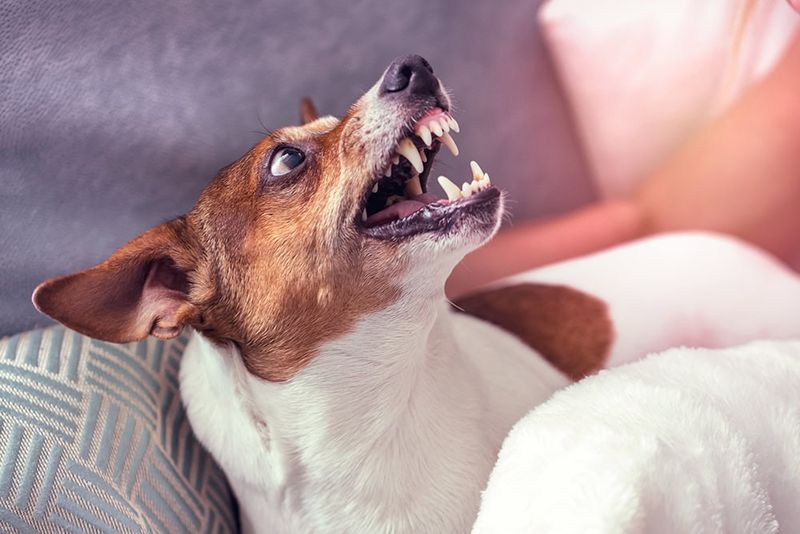 Aggressive Behavior