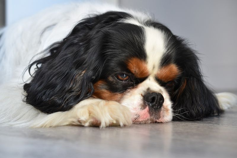 Lack of Grooming