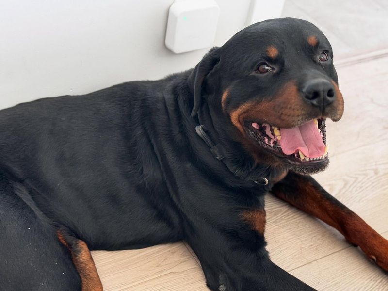 Rottweiler