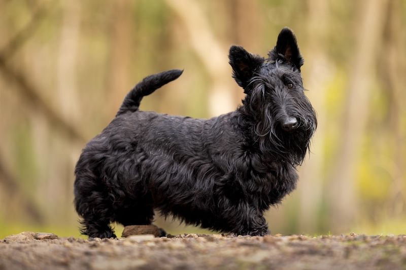 Scottish Terrier