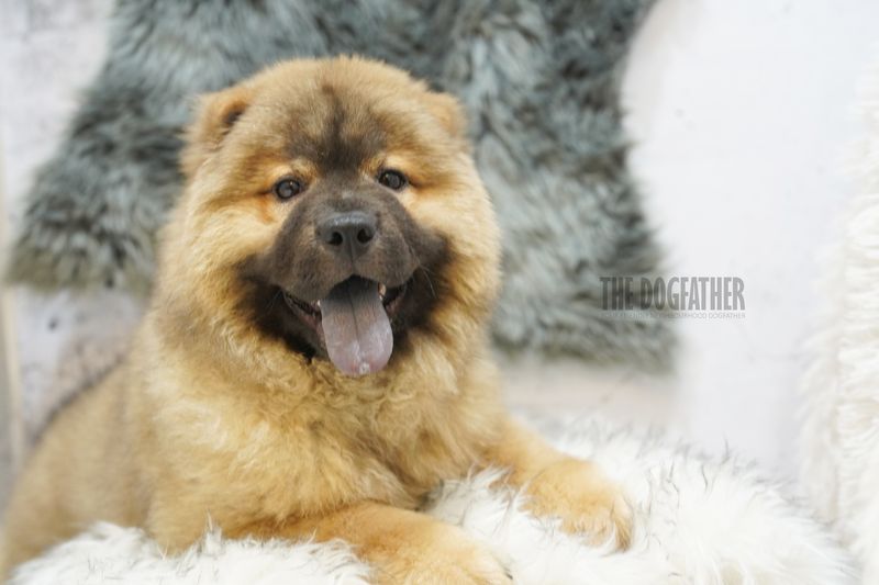 Chow Chow