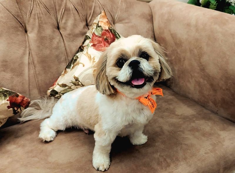 Shih Tzu
