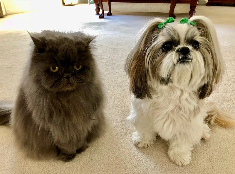 Shih Tzu