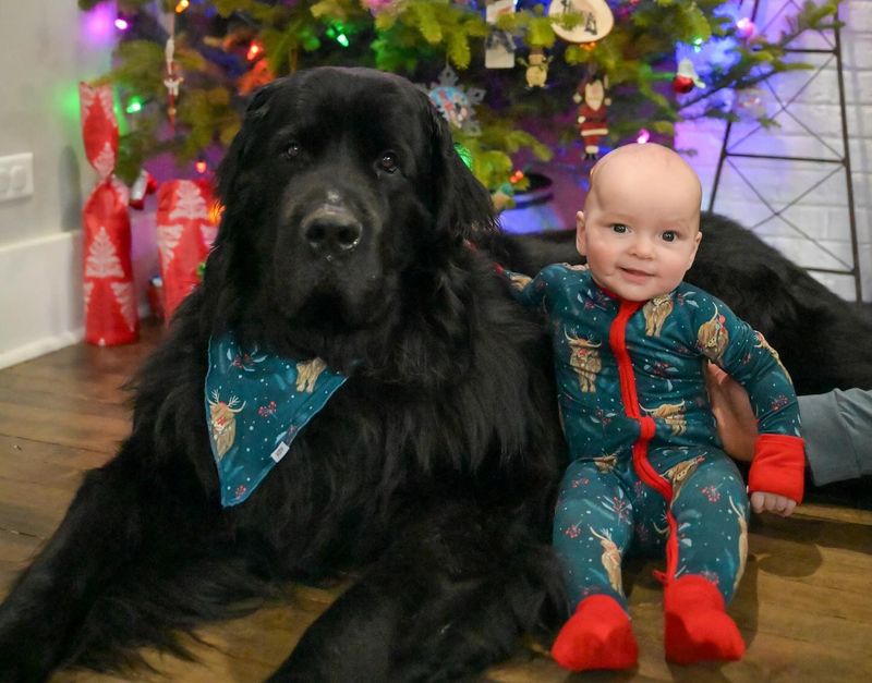 Newfoundland