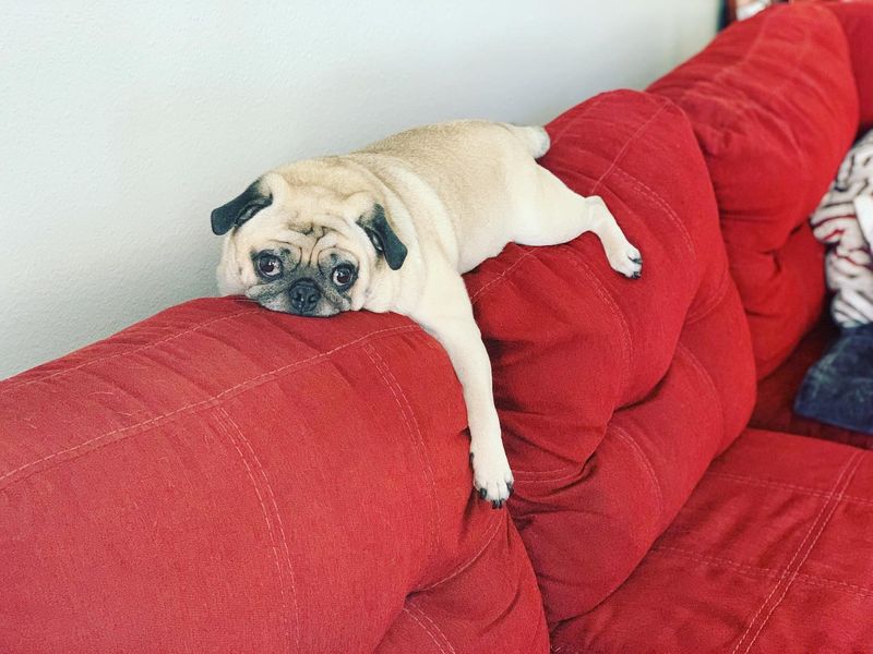 Pug
