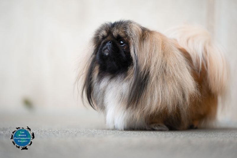 Pekingese