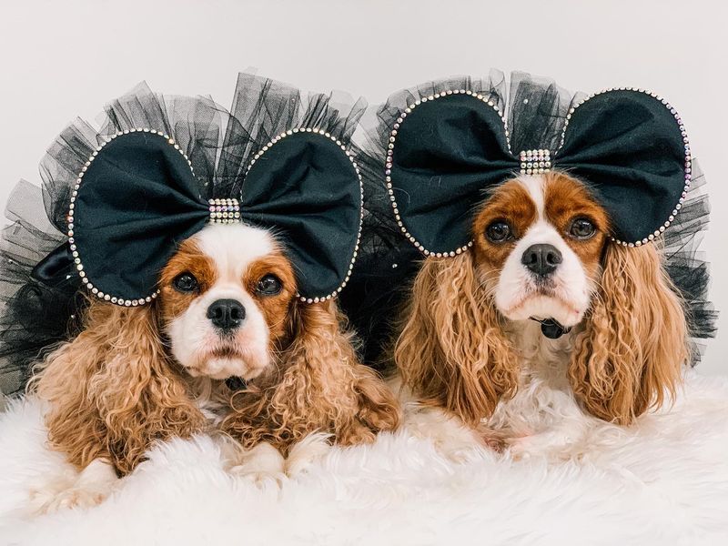 Cavalier King Charles Spaniel