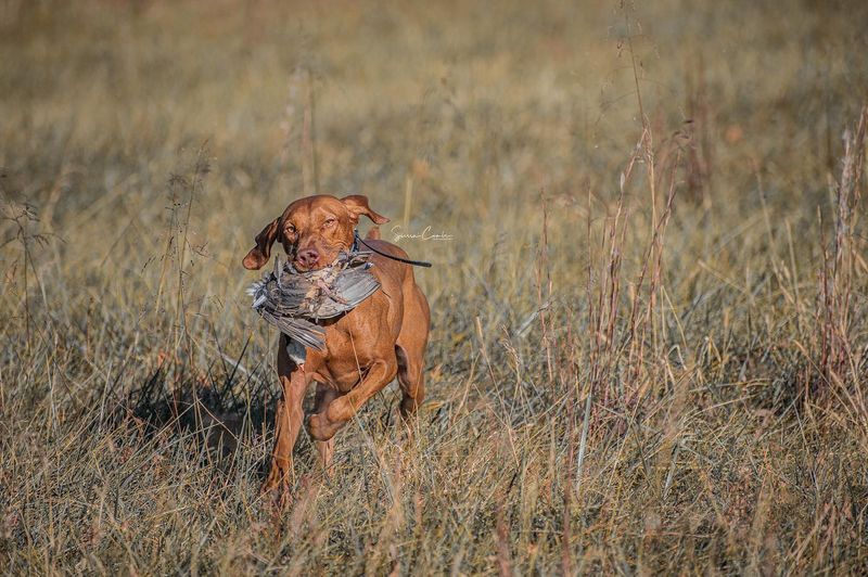 Vizsla