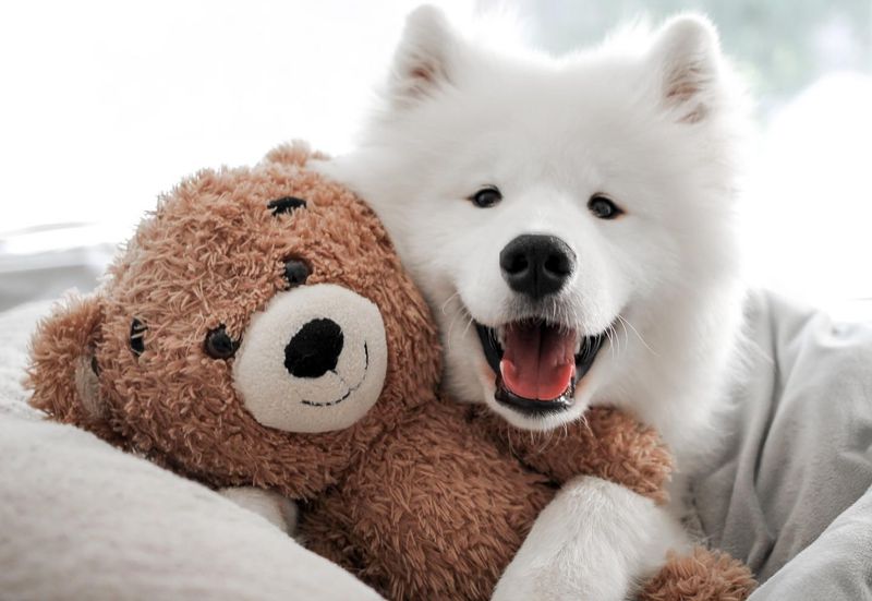 Samoyed