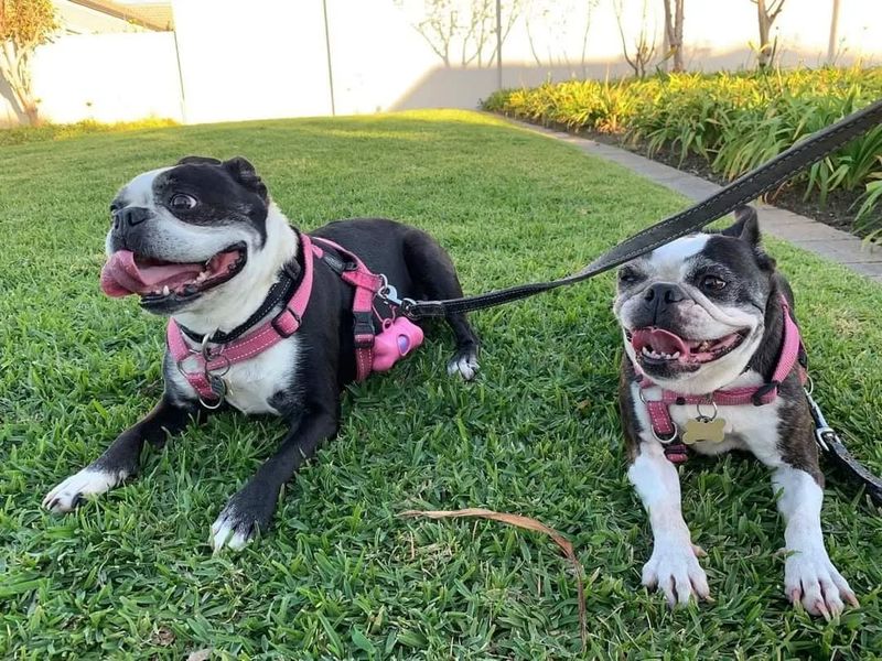 Boston Terrier