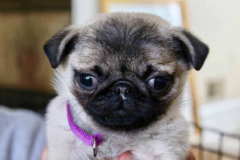 Pug