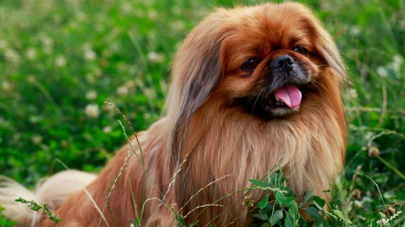 Pekingese