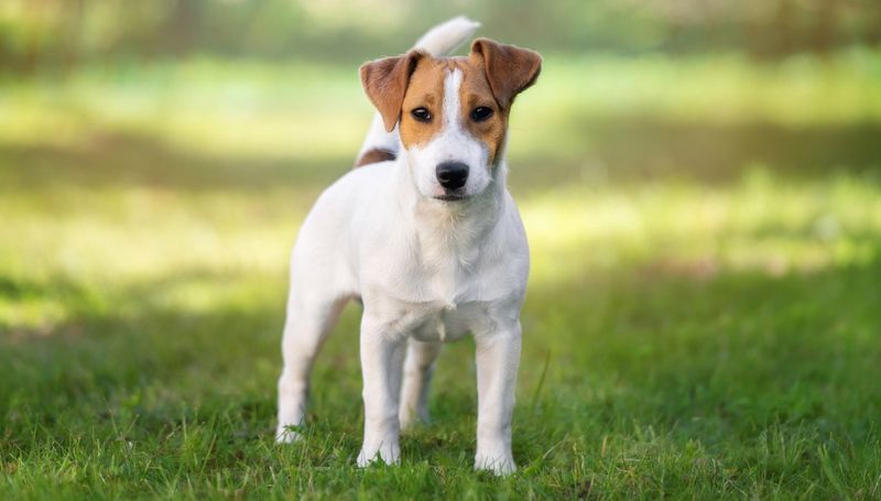 Jack Russell Terrier