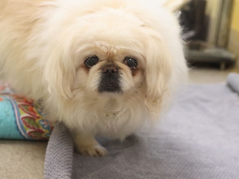 Pekingese