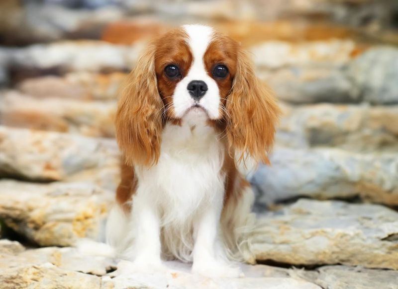 Cavalier King Charles Spaniel