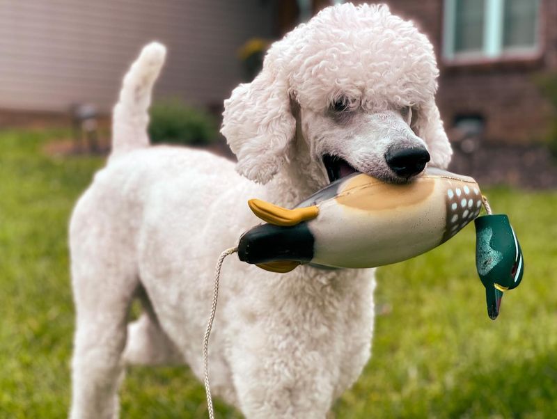 Poodle